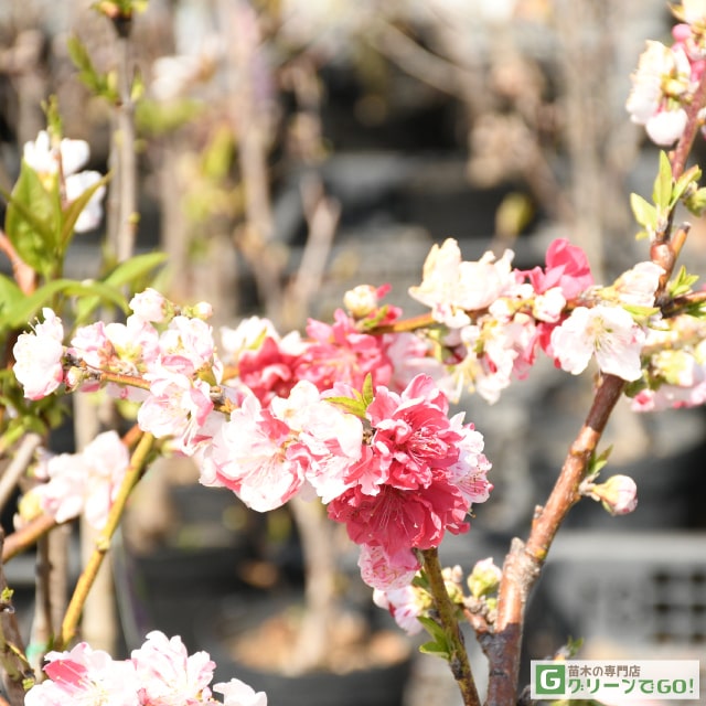 数量は多 桜 苗木 1年生 接ぎ木苗 <br>桜の木 桜の苗木 植木 花木 庭木