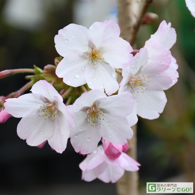 楽天市場】◇送料無料◇ 桜 苗木 【御殿場桜 （ごてんばざくら
