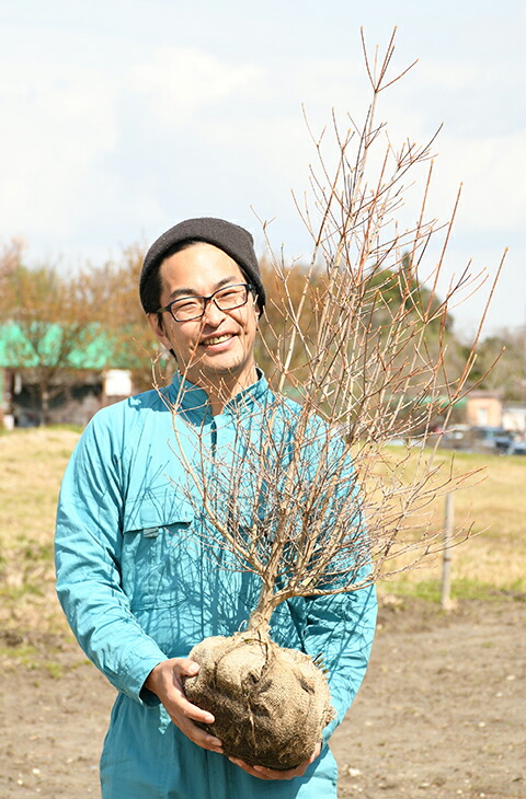 楽天市場 ドウダンツツジ 苗 ドウダンツツジ 白花 約1 1m 特上苗 ツツジ 苗木 植木 花木 庭木 シンボルツリー 紅葉 雑木 落葉樹 中木 苗木の専門店 グリーンでｇｏ