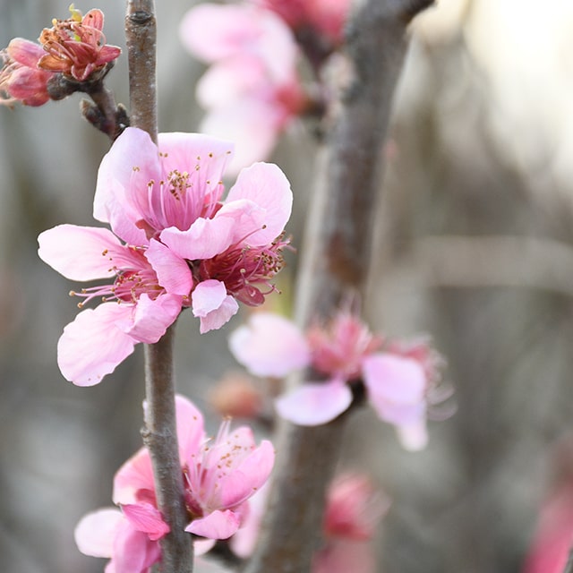 桃の花 楽天市場】【送料無料】