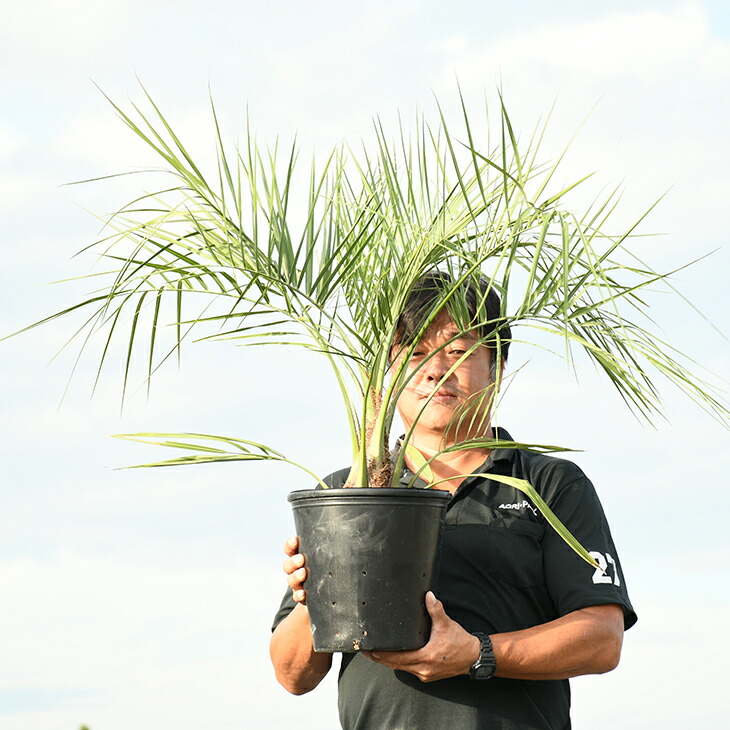 楽天市場 ヤシ 苗木 ヤシの木 ココスヤシ 約0 7m ポット苗 南国風 庭 木 苗木 観葉植物 植木 庭木 シンボルツリー 常緑樹 高木 苗木の専門店 グリーンでｇｏ