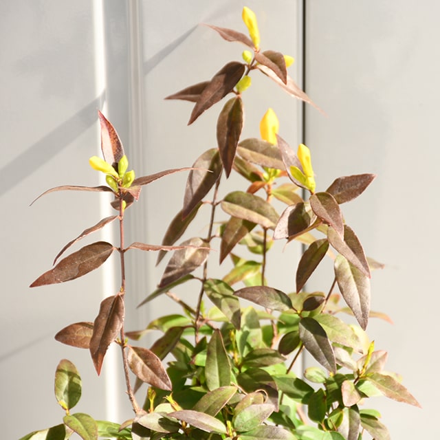 楽天市場 ジャスミン 苗 カロライナジャスミン ポット苗 苗木 植木 花木 庭木 生垣 目隠し グランドカバー フェンス つる性 常緑樹 低木 苗木の専門店 グリーンでｇｏ