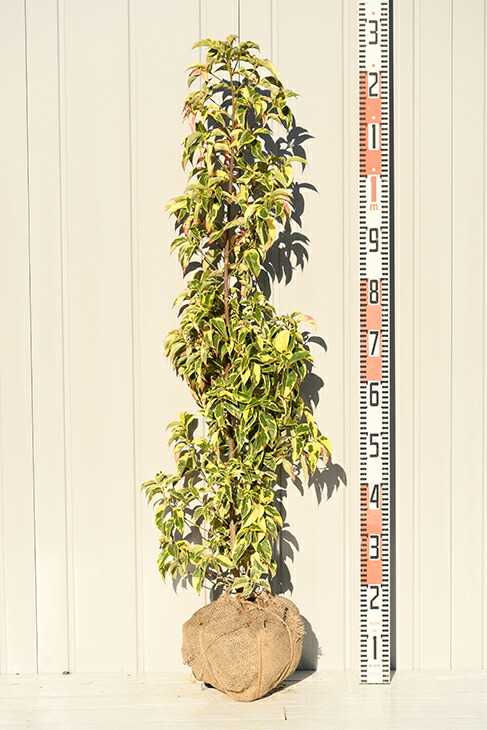 楽天市場 送料無料 常緑ヤマボウシ 苗 斑入り常緑ヤマボウシ 約1 2m 根巻き苗 ニーム小袋付き シンボルツリー 苗木 常緑樹 自然派ガーデン 雑木 庭木 北海道 沖縄は送料無料適用外です 苗木の専門店 グリーンでｇｏ