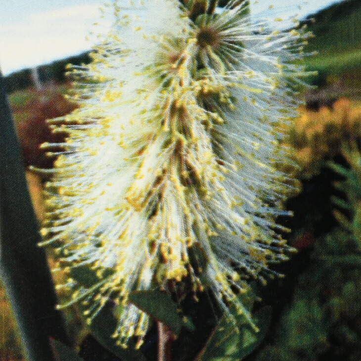 楽天市場 金宝樹 キンポウジュ ブラシノキ クリアビューホワイト 5号ポット苗 苗木部 ｂｙ 花ひろばオンライン