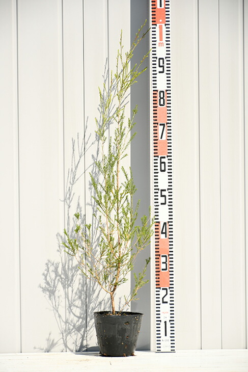 楽天市場 メラレウカ ティーツリー 苗 ラベンダーティーツリー ポット苗 苗木 低木 庭木 常緑樹 南欧風ガーデン 苗木の専門店 グリーンでｇｏ