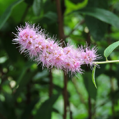 楽天市場 アメリカリョウブ 苗木 ルビースバイス 濃ピンク花 ポット苗 リョウブ 苗 植木 花木 庭木 落葉樹 低木 苗木の専門店 グリーンでｇｏ