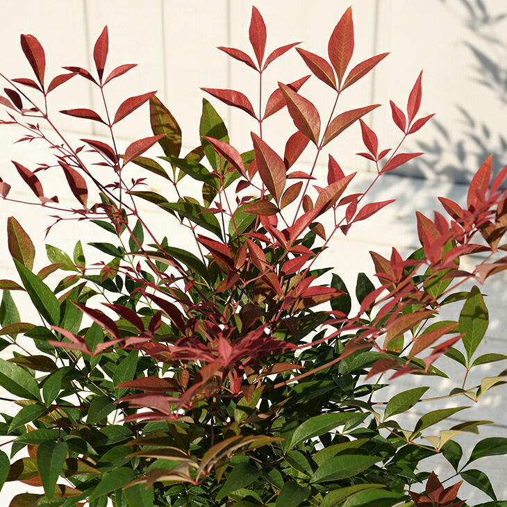 楽天市場 南天 苗 ナンテン オブセス ポット苗 苗木 植木 庭木 生垣 目隠し グランドカバー 紅葉 雑木 常緑樹 中木 苗木の専門店 グリーンでｇｏ