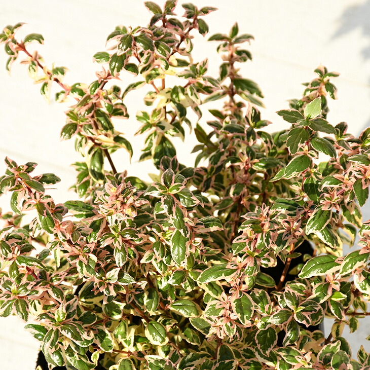 楽天市場 アベリア 苗 マジックデイドリーム ポット苗 ハナゾノツクバネウツギ 苗木 植木 花木 庭木 生垣 目隠し グランドカバー 常緑樹 低木 アベリア フランシスメイソン 苗木の専門店 グリーンでｇｏ