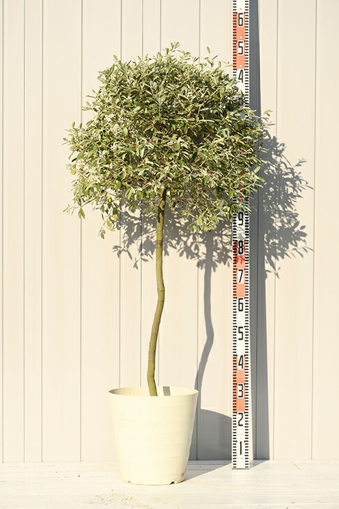 楽天市場 グミの木 苗 ロシアンオリーブ プラスチック鉢植え グミ 苗木 植木 庭木 シンボルツリー 生垣 トピアリー 落葉樹 低木 苗木の専門店 グリーンでｇｏ