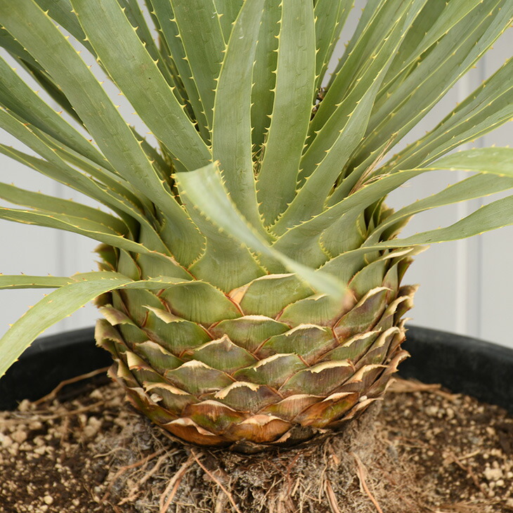 ダシリリオン ダシリリオン 観葉植物 約0 9m 苗 南国風 木 高木花 ガーデン Diy ウィーレリ プラスチック鉢植え 植木 庭 庭 庭木 苗木 耐寒性 観葉植物 シンボルツリー 常緑樹 高木 苗木の専門店 グリーンでｇｏ リゾート系シンボルツリーとして人気 ココスヤシが