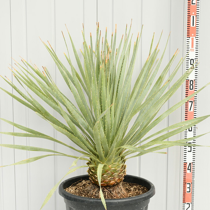 ダシリリオン ウィーレリ 観葉植物 ダシリリオン ウィーレリ 耐寒性 南国風 約0 9m 木 ダシリリオン プラスチック鉢植え 庭 苗 苗木 観葉植物 植木 庭木 シンボルツリー 常緑樹 高木 苗木の専門店 グリーンでgo リゾート系シンボルツリーとして人気 ダシリリオン ウィーレリ 観葉植物 ダシリリオン ウィーレリ 耐寒性 南国風 約0 9m 木 ダシリリオン プラスチック鉢植え 庭 苗 苗木 観葉植物 植木 庭木 シンボルツリー 常緑樹 高木 苗木の専門店 グリーンでgo リゾート系シンボルツリーとして人気