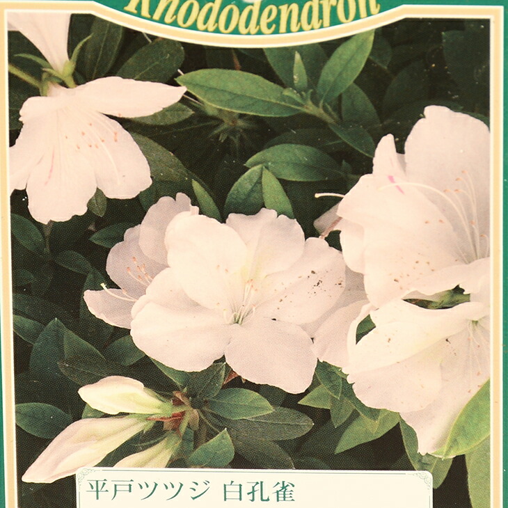 ツツジページ 楽天市場】ツツジ 苗木 販売 【岸ツツジ 若鷺（わかさぎ） 】 4