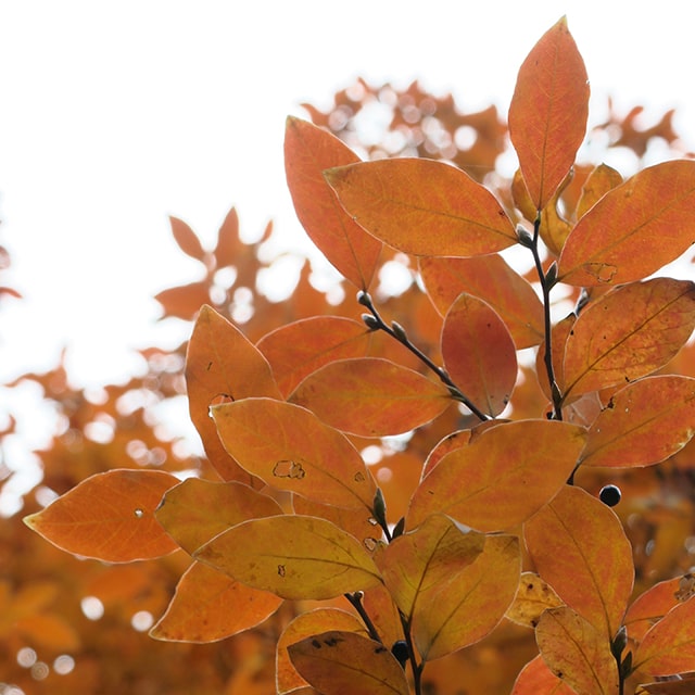 楽天市場】ヤマコウバシ 苗 【ヤマコウバシ】 約1.7m 根巻き苗