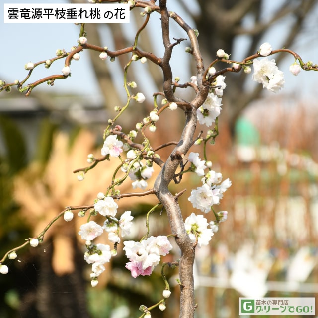 花桃 苗 【雲竜 源平枝垂れ桃 （うんりゅう げんぺいしだれもも）】 約1.3m 根一巻き苗 【小】 はなもも 若木 庭木 落葉樹 象徴天然木
