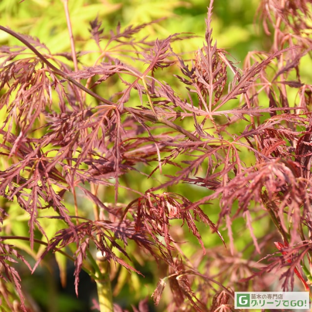 楽天市場】もみじ 苗木 【置霜 （おきしも）】 約0.7m ポット苗 カエデ
