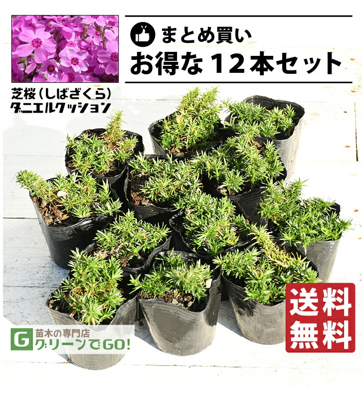 楽天市場】◇送料無料◇ 芝桜 （シバザクラ） 苗 【エメラルドクッション】 3号ポット苗×12本セット 宿根草 苗木 多年草 耐寒性 耐暑性 常緑  グランドカバー : 苗木の専門店 グリーンでＧＯ！