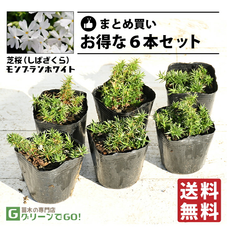 楽天市場】◇送料無料◇ 芝桜 （シバザクラ） 苗 【アトロ