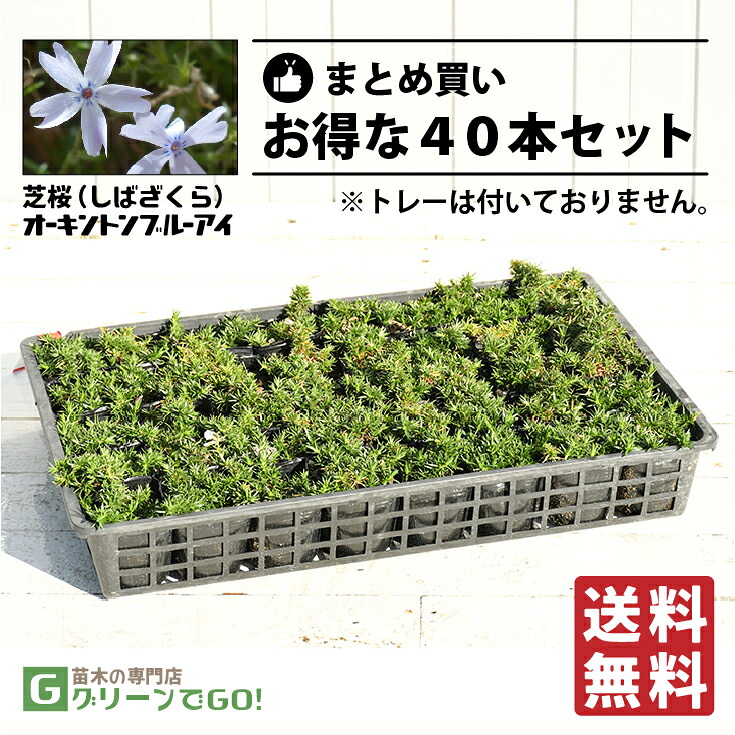 ◆送料無料◆ 芝桜 (シバザクラ) 苗 【オーキントンブルーアイ】 3号ポット苗×40本セット 宿根草 苗木 多年草 耐寒性 耐暑性 常緑 グランドカバー
