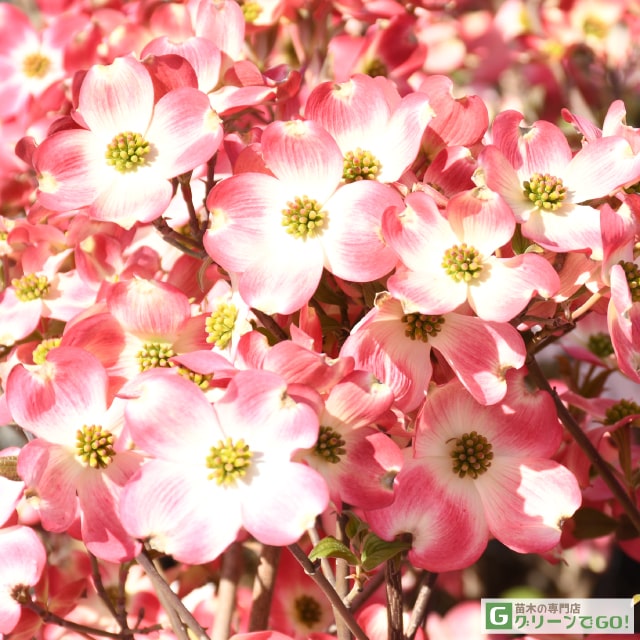 ハナミズキ img58514654.jpg