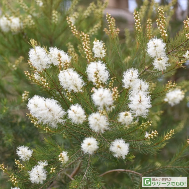 楽天市場】◇送料無料◇ メラレウカ ティーツリー 苗