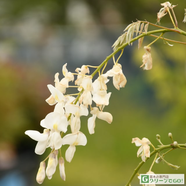 楽天市場】◇送料無料◇ 藤 苗 【花藤 （紫花）】 約0.7m ポット