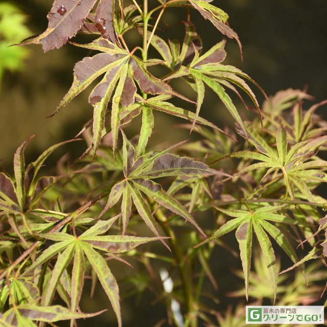 楽天市場】◇送料無料◇ もみじ 苗木 【鴫立沢 （しぎたつさわ）】 約