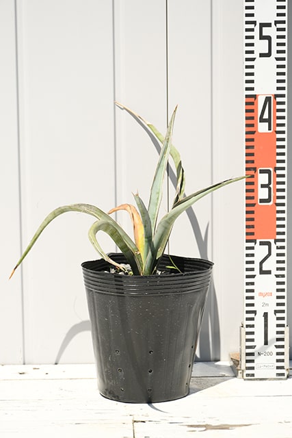 楽天市場】【現品発送】 ユッカの木 苗 【ロストラータ サファイア