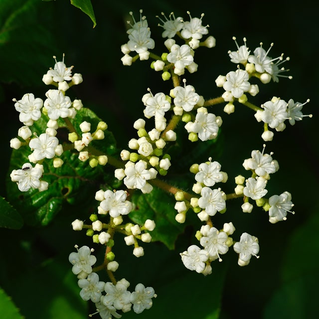 楽天市場】ガマズミ 苗 【コバノガマズミ】 約0.3m ポット苗 庭木