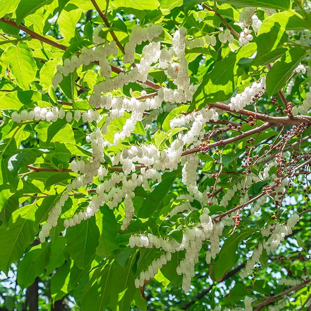 楽天市場】ガマズミ 苗 【コバノガマズミ】 約0.3m ポット苗 庭木