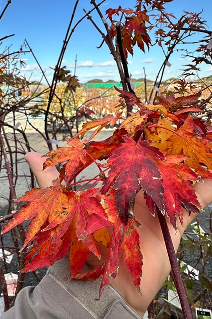 楽天市場】もみじ 苗木 【紅青崖 （べにせいがい）】 約0.7m ポット苗