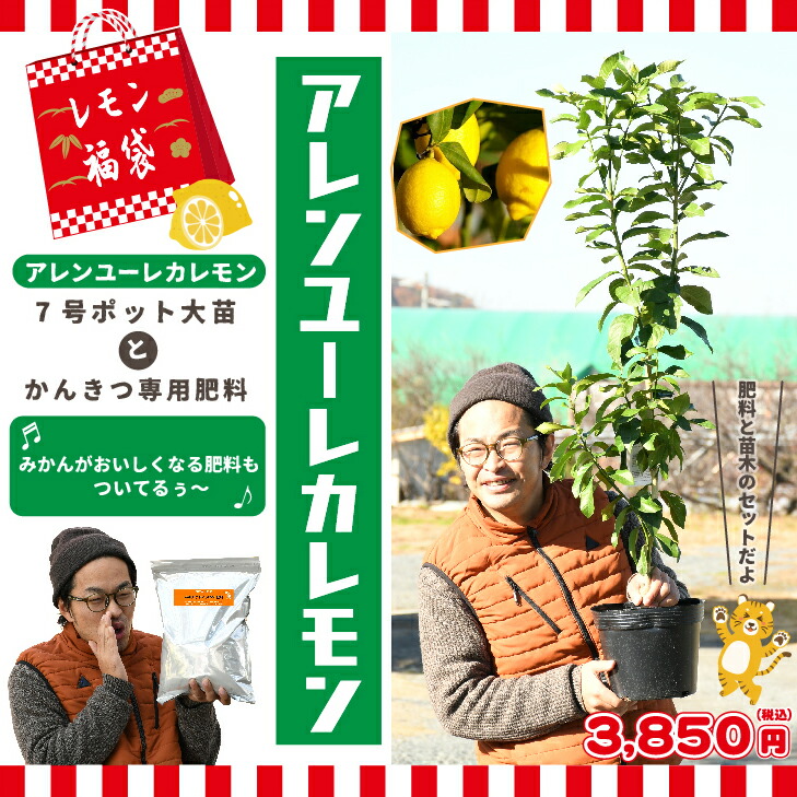 楽天市場 レモン 福袋 レモン 苗木 アレンユーレカレモン 7号ポット大苗 みかんがおいしくなる肥料 2kg付き レモンの木 苗 常緑 果樹 柑橘 香酸柑橘 柑橘苗木 果樹苗木 苗木の専門店 グリーンでｇｏ