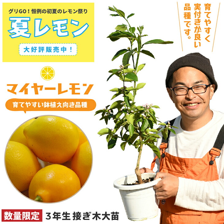 楽天市場 レモン 苗木 マイヤーレモン 3年生 接ぎ木 プラスチック鉢植え レモンの木 マイヤー 苗 常緑 果樹 柑橘 香酸柑橘 柑橘苗木 果樹苗木 苗木の専門店 グリーンでｇｏ