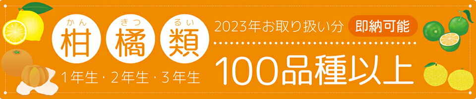 楽天市場】◇55％OFFセール中！◇ レモン 苗木 【マイヤーレモン】 3年生 接ぎ木 プラスチック鉢植え レモンの木 マイヤー 苗 常緑 果樹 柑橘  香酸柑橘 柑橘苗木 果樹苗木 : 苗木の専門店 グリーンでＧＯ！