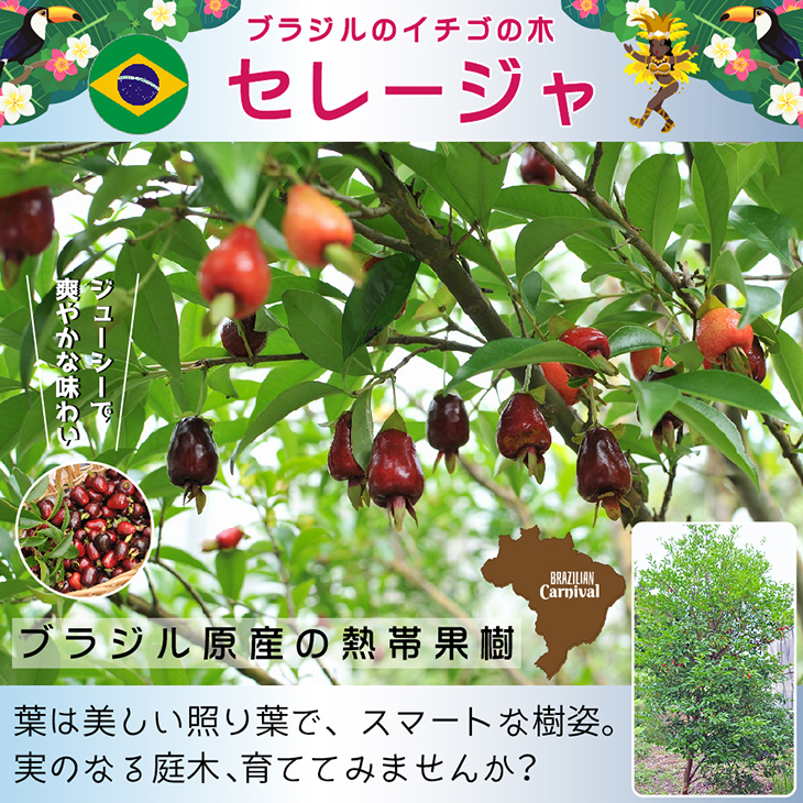 楽天市場 ブラジル いちごの木 苗 セレージャ 約0 2m ポット苗 苗木 熱帯果樹 常緑 観葉植物 苗木の専門店 グリーンでｇｏ