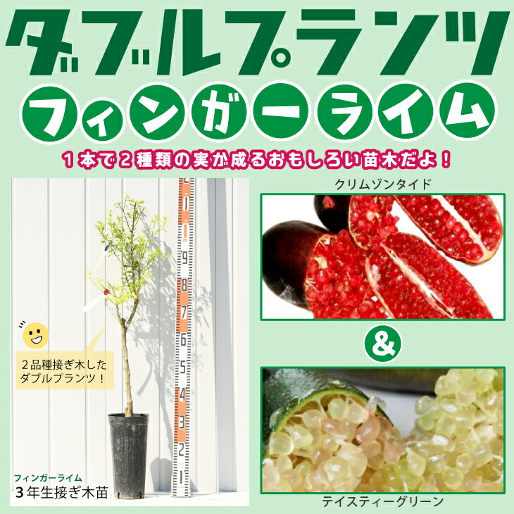 楽天市場】フィンガー ライム 苗 【フィンガーライム パープルブリス】 2年生 接ぎ木苗 ライムキャビア ブッシュキャビア アトラシカ 森のキャビア  苗木 常緑 果樹 柑橘 香酸柑橘 柑橘苗木 果樹苗木 Purple Bliss : 苗木の専門店 グリーンでＧＯ！