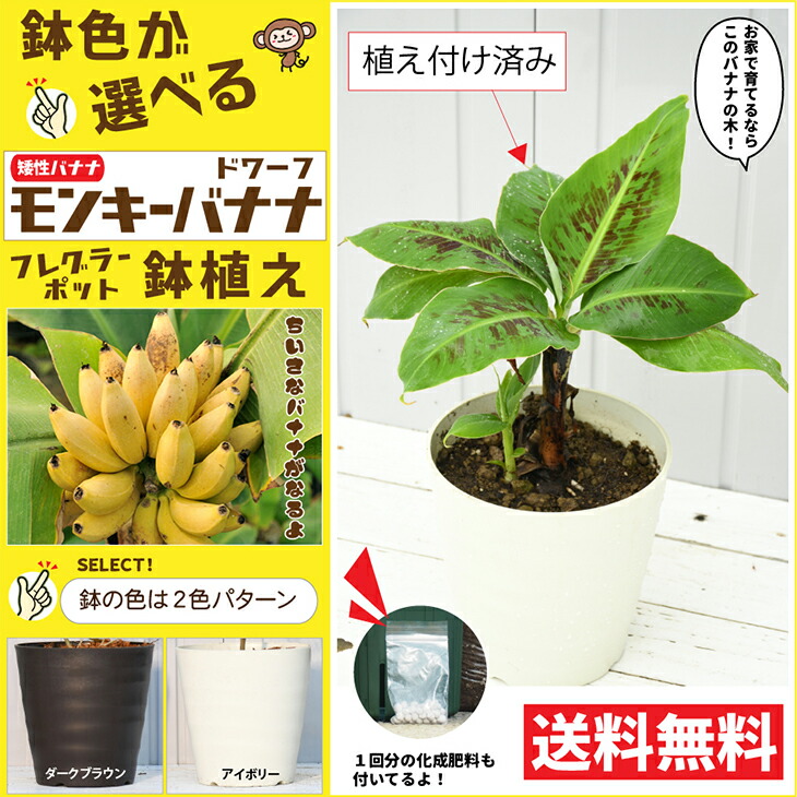 楽天市場 バナナ 苗 鉢色が選べる 矮性バナナ ドワーフ モンキーバナナ鉢植え 大株苗 フレグラー30型鉢植え アイボリーorダークブラウン 受け皿 化成肥料 福玉 2kg 1袋付き モンキーバナナ 通販 バナナの木 熱帯植物 観葉植物 常緑 苗木 果樹 果樹苗 苗木の