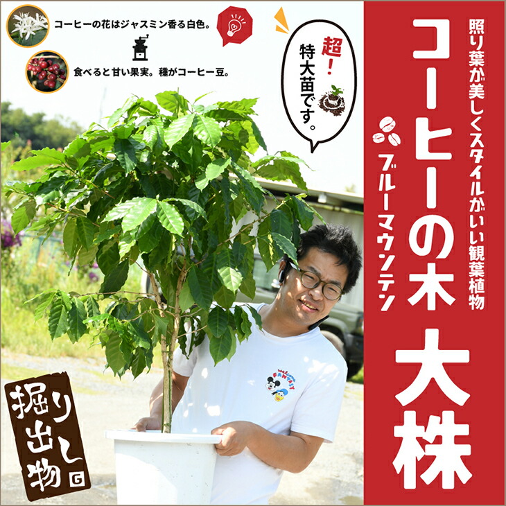 春夏新作 観葉植物 coffee 大株 実生 コーヒーの木 約1.2m インテリア 熱帯果樹 コーヒーノキ 苗 プラスチック鉢植え ガーデニング・農業