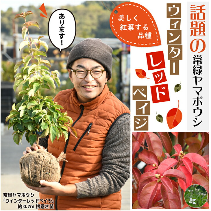 楽天市場 ヤマボウシ 苗 常緑ヤマボウシ ウィンターレッドペイジ 登録品種 約0 7m 根巻き苗 シンボルツリー 苗木 常緑樹 里山の木 自然派ガーデン 雑木 庭木 ウインター レッドページ 苗木の専門店 グリーンでｇｏ