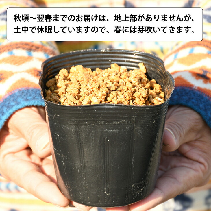 楽天市場 ワラビ 苗 山菜 わらび 4号ポット苗 苗木 野菜 野菜苗 苗木の専門店 グリーンでｇｏ