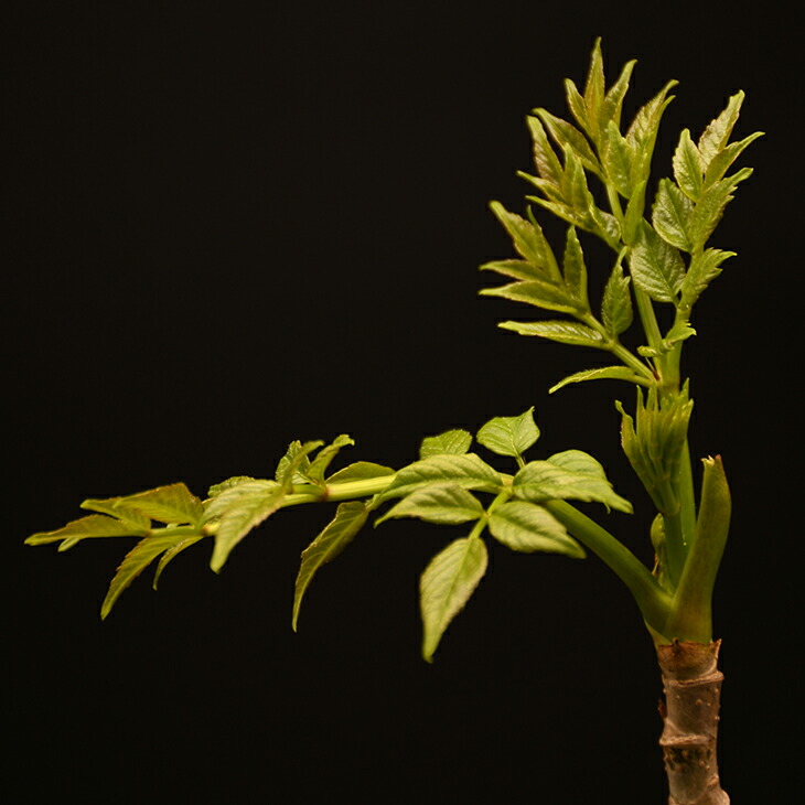 楽天市場 タラの芽 苗 山菜 タラの木 ポット苗 タランボ 苗木 野菜 野菜苗 苗木の専門店 グリーンでｇｏ