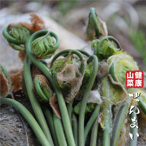 コゴミ苗 京都産 40株 こごみ 楽天市場】コゴミ 苗 【山菜 こごみ】 4号ポット苗 屈
