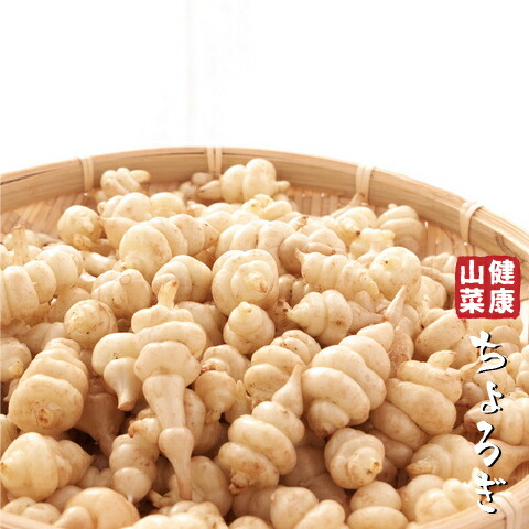 楽天市場】予約受付中▽岩手県産チョロギ 9cmポット仮植え苗 長老喜