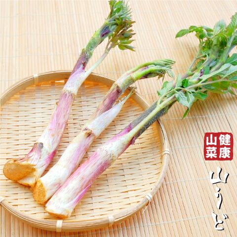 楽天市場】コゴミ 苗 【コゴミ 大株】 プラスチック鉢植え 山菜 屈