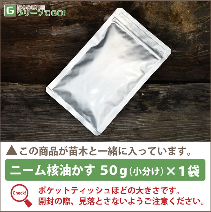 楽天市場 送料無料 種なしライム フレーバーグリーン 3年生 接ぎ木 プラスチック鉢植え ニーム小袋付き オレンジ 蜜柑 みかん 雑柑 苗木 常緑 果樹 柑橘 柑橘苗木 果樹苗木 北海道 沖縄は送料無料適用外です 苗木の専門店 グリーンでｇｏ