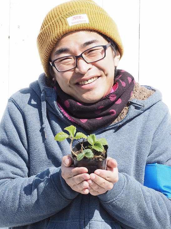 楽天市場 いちご 苗 とちおとめ 3号ポット苗 苺 野菜 栽培 家庭菜園 多年草 苗木の専門店 グリーンでｇｏ