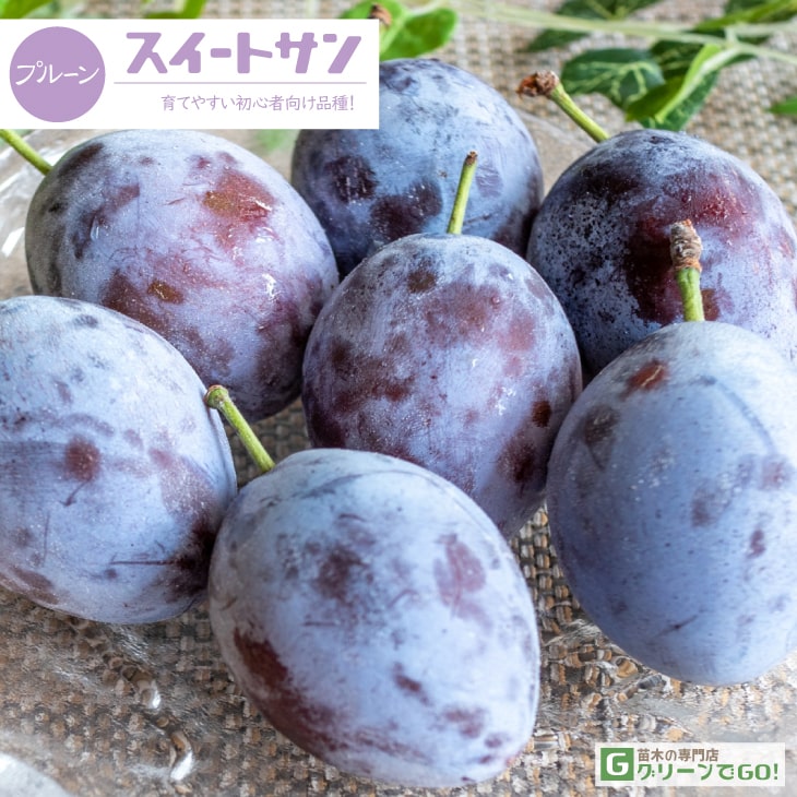 楽天市場】[楽天市場店限定価格] ◇グリGO!秋のガーデニング応援祭