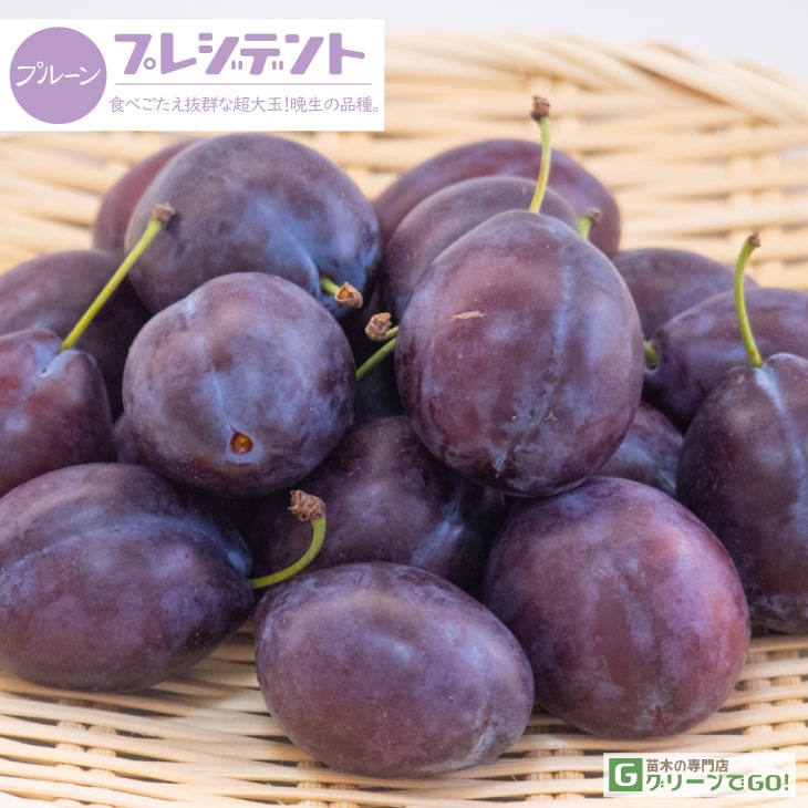 楽天市場】[楽天市場店限定価格] ◇グリGO!秋のガーデニング応援祭