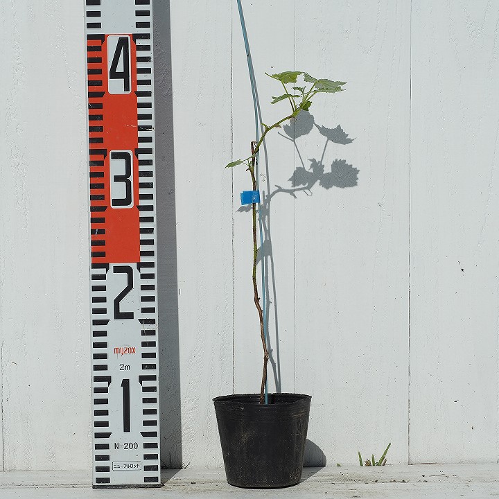 楽天市場 送料無料 ブラックベリー 苗 大実 ジャンボブラックベリー 1年生ポット苗 ニーム小袋付き ラズベリー キイチゴ 木いちご ベリー 苗木 果樹苗 北海道 沖縄は送料無料適用外です 苗木の専門店 グリーンでｇｏ