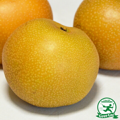 楽天市場】梨 苗木 【なるみ】 1年生 接ぎ木苗 なし 苗 新品種 絶品