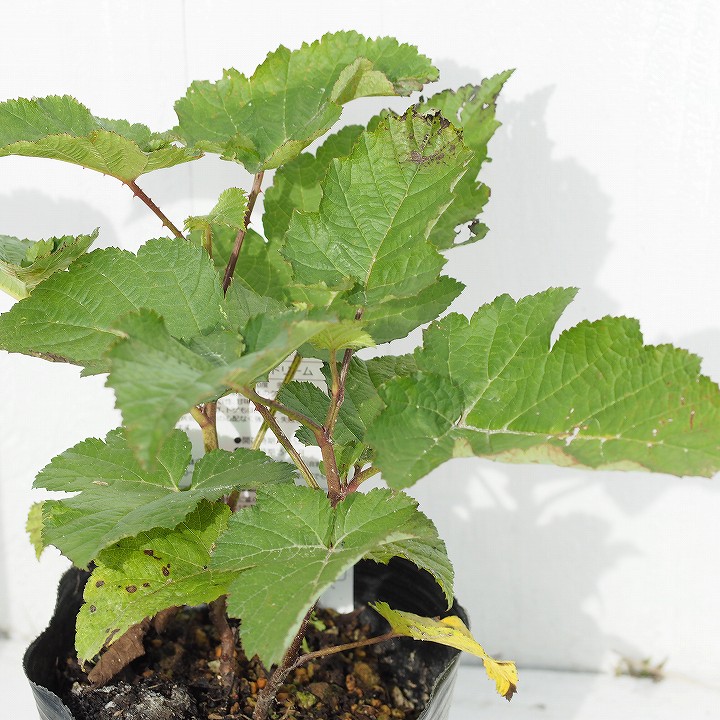 楽天市場 ラズベリー 苗 ウルトララズベリー レッドドリーム 2年生 ポット苗 キイチゴ 木いちご ベリー 苗木 果樹苗 苗木の専門店 グリーンでｇｏ